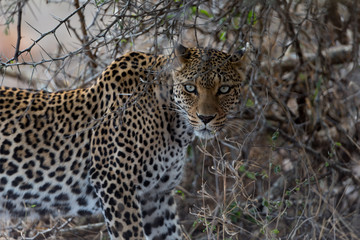 Leopard in the wilderness of Africa