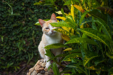 Beautiful Yellow Cat Portrait in Nature