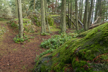 Landscape of path in a forest of moss-covered boulders and trees at Mount Erie in Anacortes, Washington