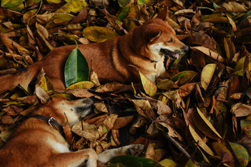 Two happy dogs playing together over fallen leaves in autumn.