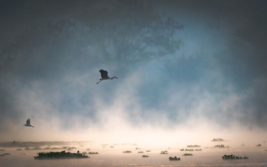 Fototapeta na wymiar A Silhouette of a birds flying over a lake during beautiful sunrise and mist rising over water