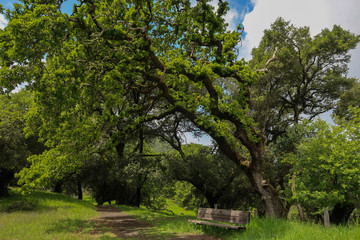 Landscape of large tree over a bench in the woods at Jack London State Park in California