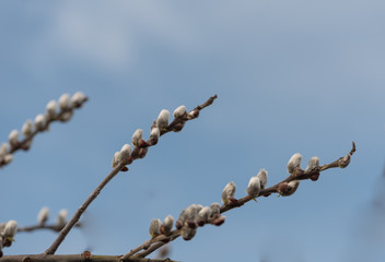 branch of pussy willow on background of blue sky