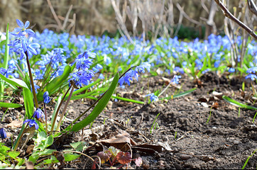 meadow with blooming snowdrops in spring