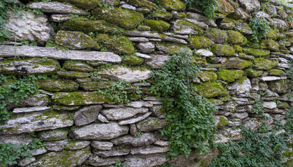 Green moss and other plants cover an old gray stone wall. Evergreen wild plants need moist environment to stay alive. Nature background.