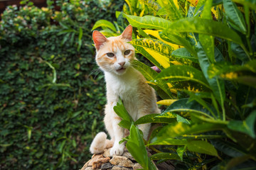 Beautiful Yellow Cat Portrait in Nature