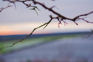 Fototapeta na wymiar Trees green fields in winter