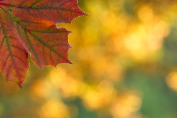 autumn background