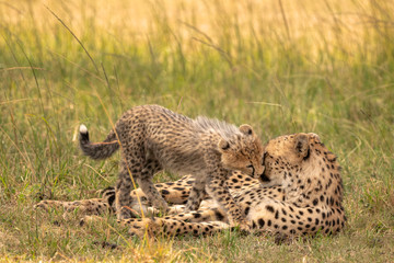 Cheetah cub and mother sharing a tender moment by rubbing noses.   Image taken in the Maasai Mara National Reserve, Kenya.
