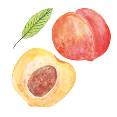 peach and half and leaf watercolor isolated on white background set