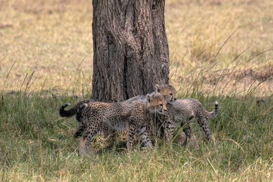 Young cheetah cubs playing in front of a tree trunk. Image taken in the Maasai Mara, Kenya.