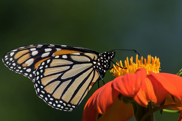 Monarch butterfly on Tithonia diversifolia or Mexican sunflower. The monarch is a milkweed butterfly in the family Nymphalidae and is threatened by severe habitat loss in much of the USA. 
