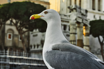 A Portrait of Seagull sitting on the wall in Rome center city.