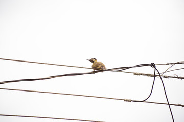 Woodpecker bird on a wire