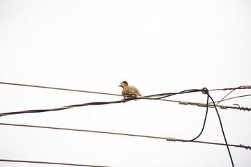 Woodpecker bird on a wire