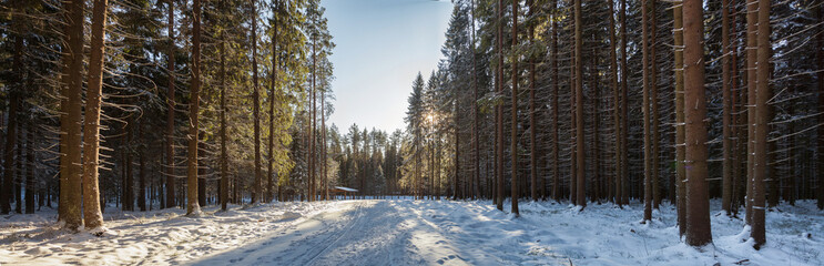 Panorama of a sunlit snow-covered forest of huge spruce  and pines trees on both sides  of a snowy forest road. The sun shines through the branches of trees