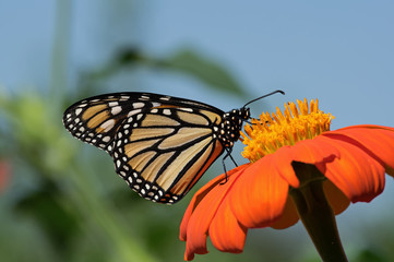 Monarch butterfly on Tithonia diversifolia or Mexican sunflower. The monarch is a milkweed butterfly in the family Nymphalidae and is threatened by severe habitat loss in much of the USA. 