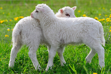 Obraz premium Die Ostpreußische Skudde mit Lamm 