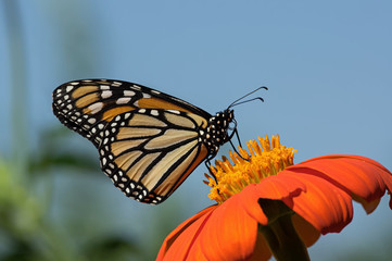 Monarch butterfly on Tithonia diversifolia or Mexican sunflower. The monarch is a milkweed butterfly in the family Nymphalidae and is threatened by severe habitat loss in much of the USA. 