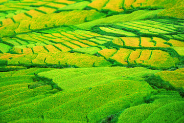 Reisterassen Felder satt grün und gelb, Ernte reif, Reis am Hügel, Hang, Berg, Bergdorf, Bauern,...