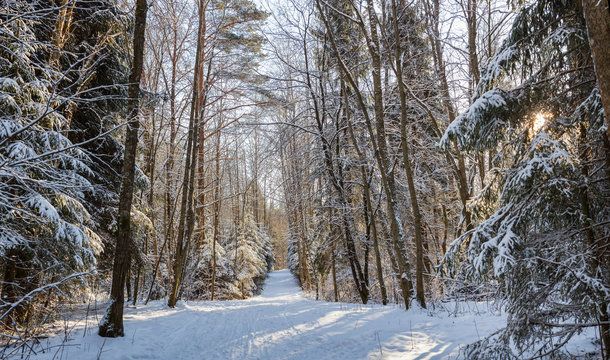 Sunlit snow-covered forest and a snowy path  between the trees