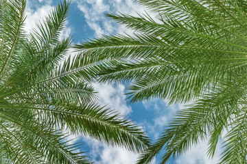 Palm branches of a tropical beach. Background. Place for text