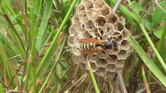 Heide-Feldwespe (Polistes nimpha) K&ouml;nigin f&uuml;ttert Larve