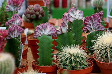 flowering cacti in pots in a greenhouse