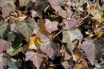 violet leaves