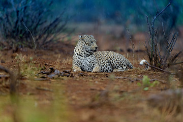 Leopard in the wilderness of Africa