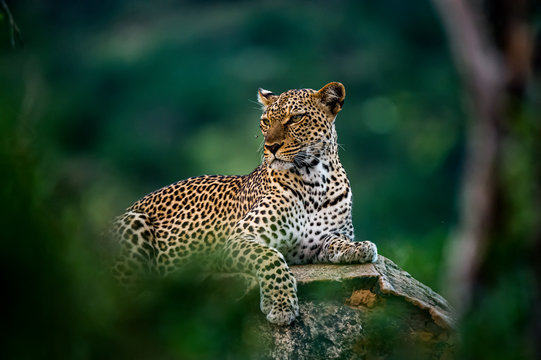 Fototapeta African leopard resting on rock hidden in bush. Amazing leopard in the nature habitat. Wildlife scene from Samburu  National Reserve, Kenya, Africa.  Panthera pardus pardus.