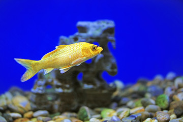 Koi swimming in aquarium