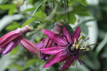 Botanik lila Blume