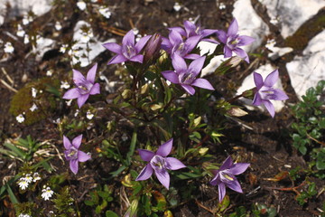 Deutscher Enzian, Gentiana germanica