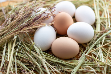 White and brown raw chicken eggs lie in a straw nest