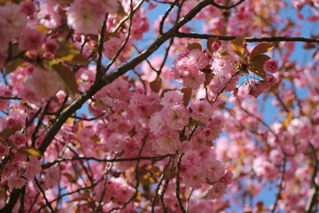 Obraz premium Kirschbaumblüten