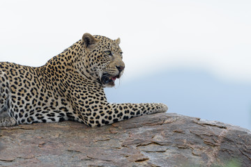 Leopard in the wilderness of Africa