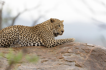 Leopard in the wilderness of Africa