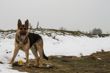 dog with a ball on the shore