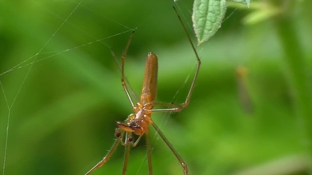 Streckerspinne (Teragnatha)