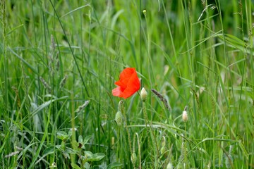 red poppy in a field
