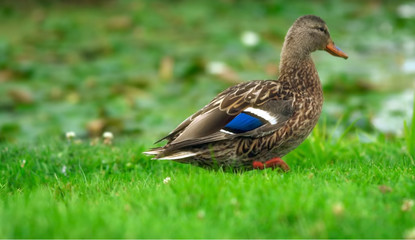 The duck is a representative of birds from several genera of the duck family: peganki, diving ducks, savki, river ducks, steamboat ducks, musk ducks, and krochali; in total, more than 110 species. Duc