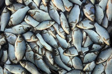 Piles of crucian carp