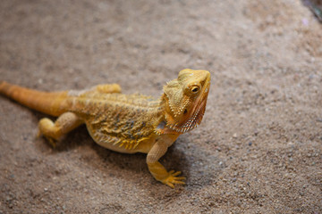 Profile portrait of a bearded dragon in a dark terrarium.