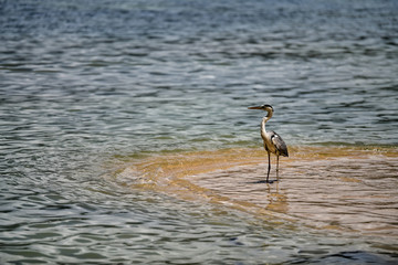 Grey heron is hunting in shallow water on the beach, Anse A La Mouche, Mahe Island, Seychelles.