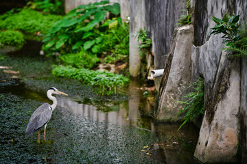 Grey heron standing in canal between old buildings. Victoria Mahe Island Seychelles.