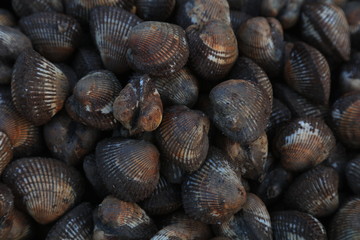 Piles of clams