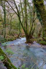 R&iacute;o con cascada en un bosque frondoso