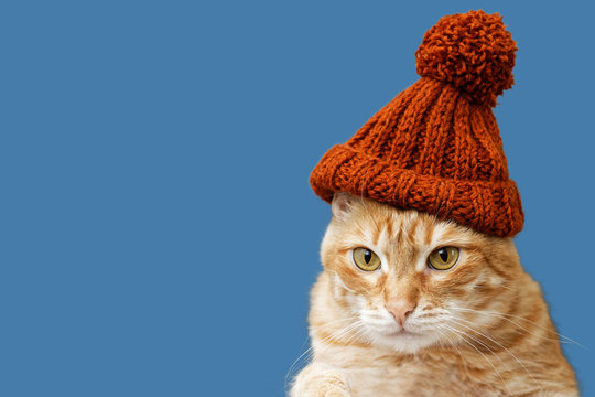 Closeup portrait of funny red cat in a knitted hat with a pompom isolated on blue background. Copyspace.