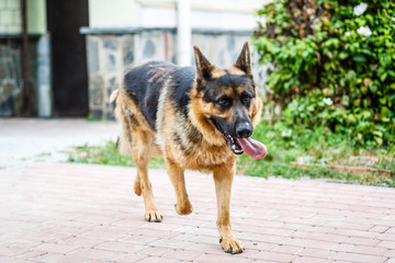 A long-haired German shepherd in the yard